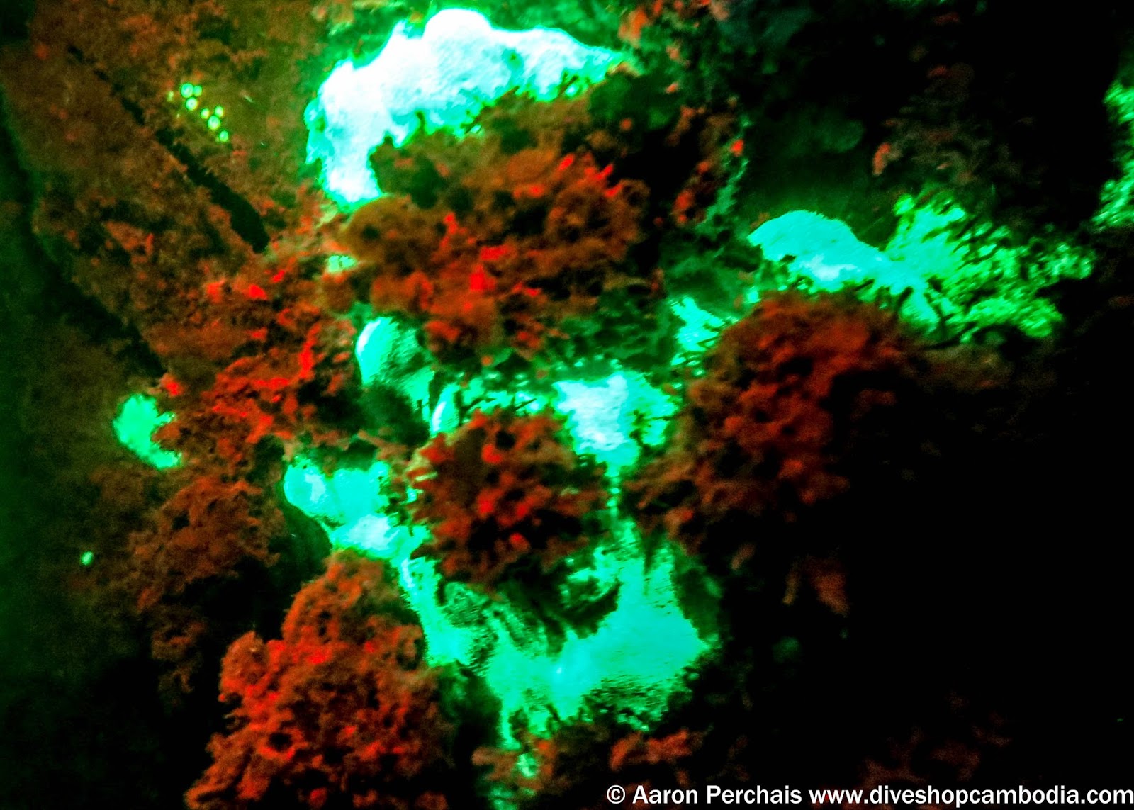 Biofluorescent night diving